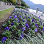 realizzazione e manutenzione aiuole, parchi pubblici, giardini privati a Menaggio, Lago di Como